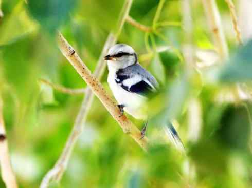 白头鸟系列:另类的美丽6 白头鸟系列:另类的美丽6