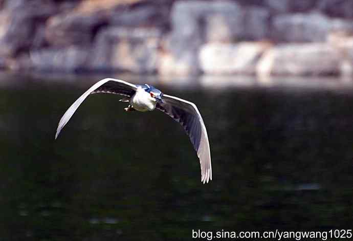 飞（夜鹭）22