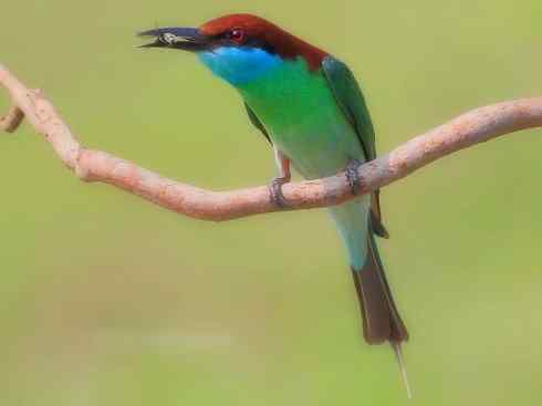 绝色攀禽：佛法僧目之蜂虎2