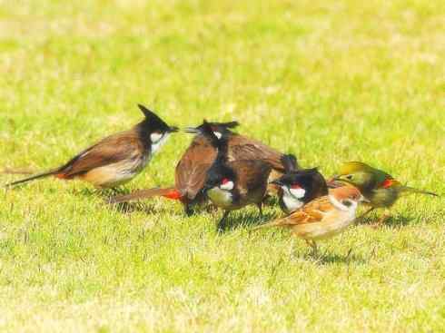 家禽驯化之源之三十（红耳鹎、领雀嘴鹎）