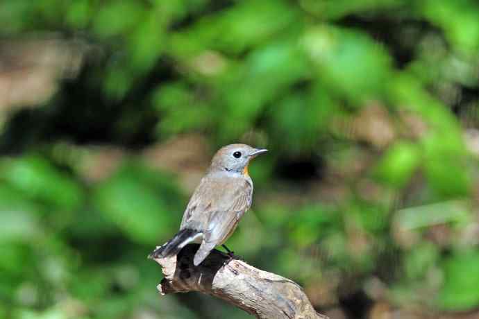 雄性红喉姬鹟(4) 雄性红喉姬鹟(4)