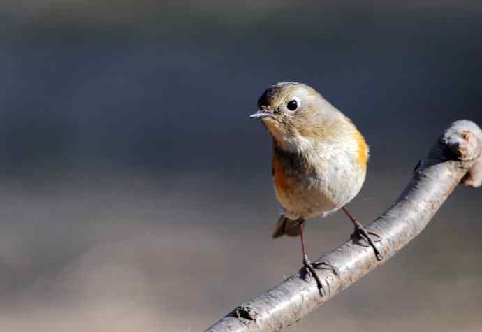 雌性红胁蓝尾鸲（41）