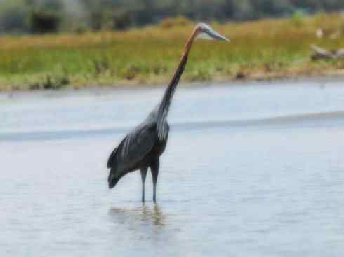 天生猎手：非猛禽类猎手之六（重量级的杀手——大型鹭鸟）