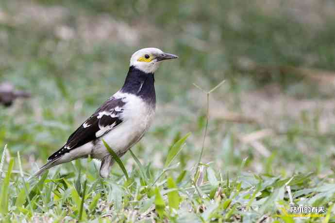 厦门的鈥湶四疋濃斺敽诹扉Ｄ