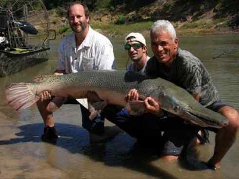 鱼类活化石：鳄雀鳝
