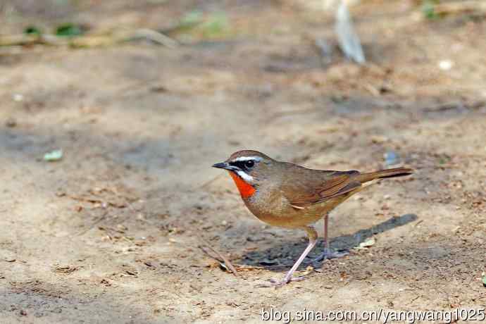雄性红喉歌鸲(19) 雄性红喉歌鸲(19)