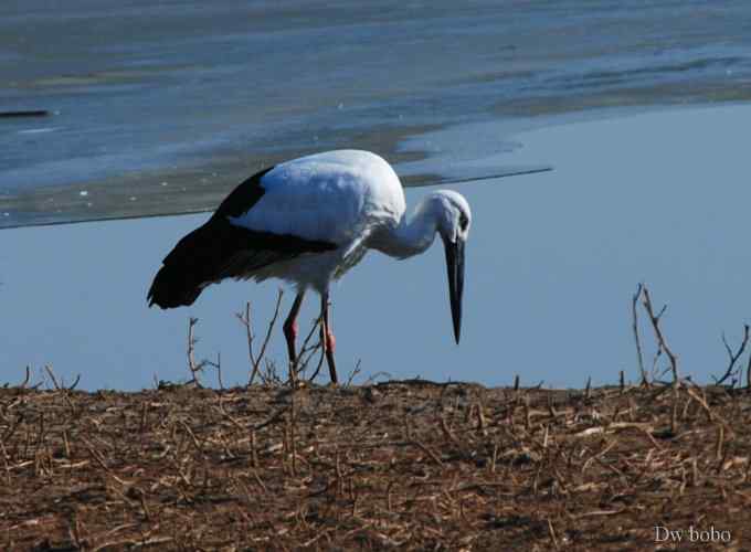 南海子再会白老鹳 南海子再会白老鹳