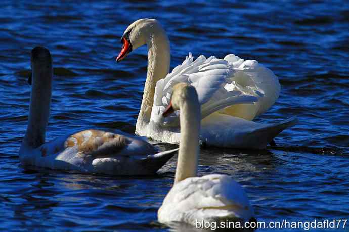 疣鼻天鹅(5) 疣鼻天鹅(5)