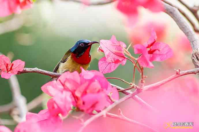 我的“太阳”——厦门拍“叉尾太阳鸟”