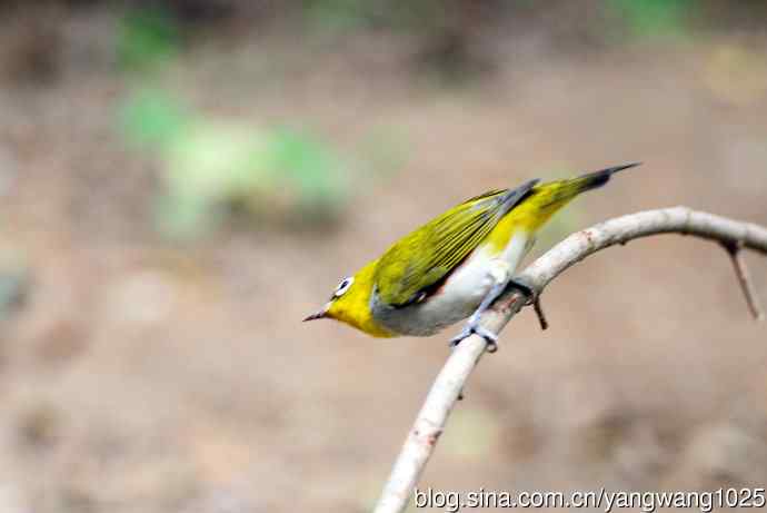 红胁绣眼鸟（4）