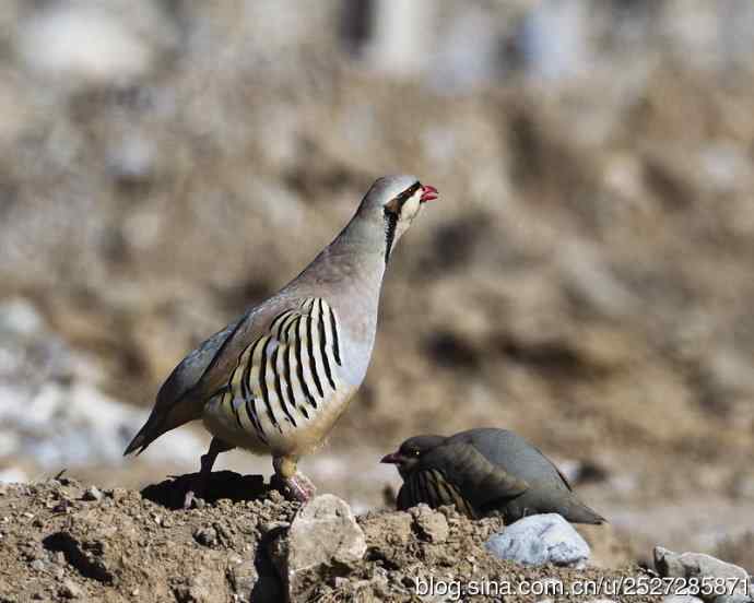 石鸡喝水的故事