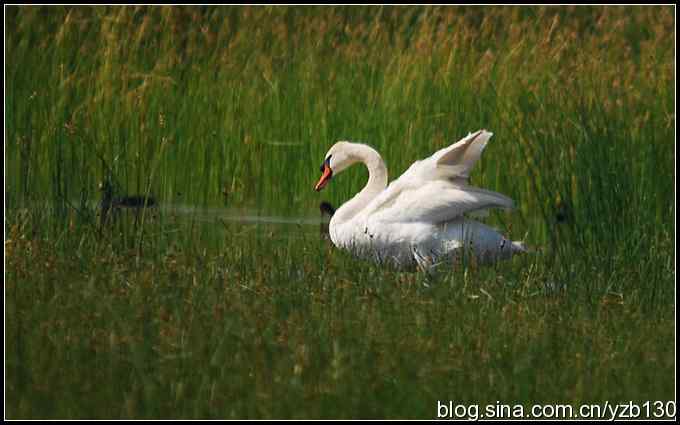 为舟曲遇难同胞默哀（组图）
