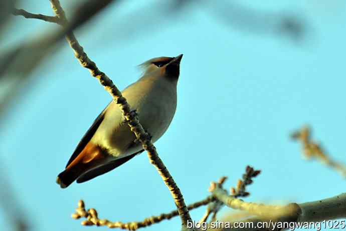 太平盛世赏太平