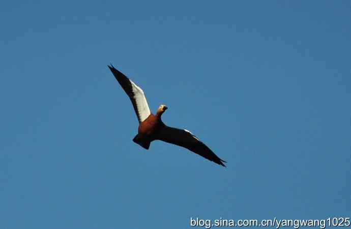 飞 wbr(赤麻鸭) wbr1 飞 wbr(赤麻鸭) wbr1