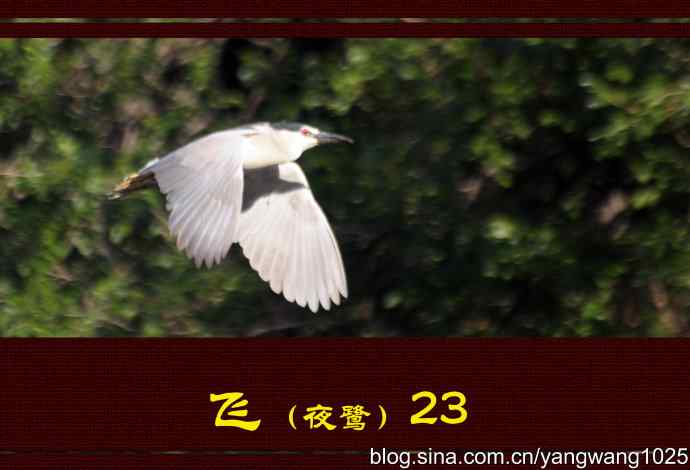 飞（夜鹭）23