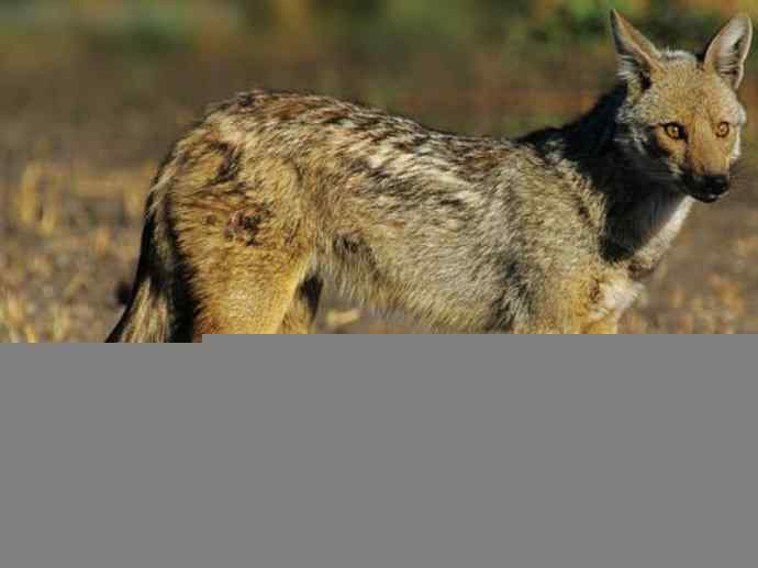 犬科:犬亚科犬属之西门豺、侧纹豺(胡狼类) 犬科:犬亚科犬属之西门豺、侧纹豺(胡狼类)