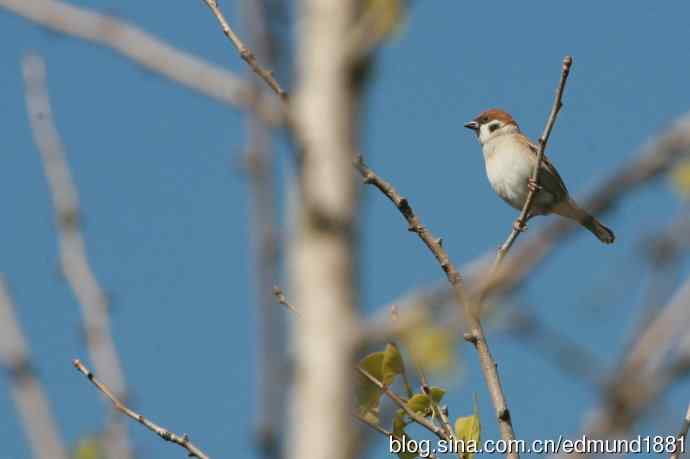 崇明东滩湿地公园十一月鸟况-望远镜打鸟