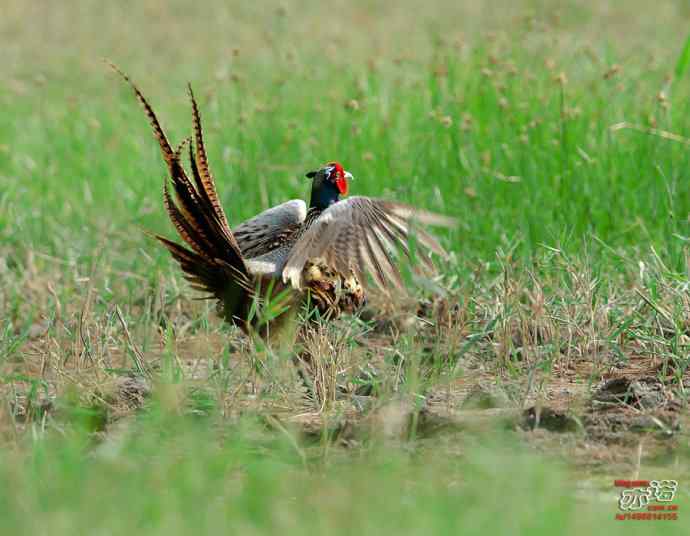 衡水湖&nbsp;wbr路&nbsp;wbr雉鸡