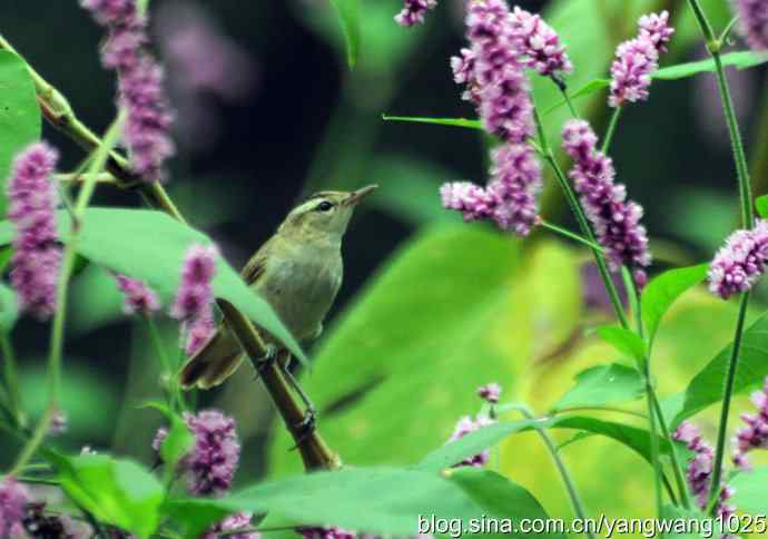 今秋第一次拍侯鸟儿（黑眉苇莺）