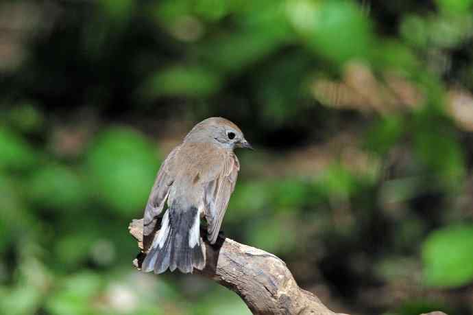 雄性红喉姬鹟(4) 雄性红喉姬鹟(4)