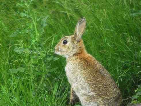 动物世界:山寨还是原创之十 动物世界:山寨还是原创之十