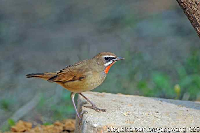 雄性红喉歌鸲（22）