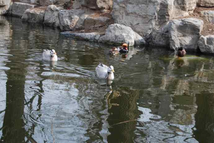 北京动物园的鸟类——斑头雁