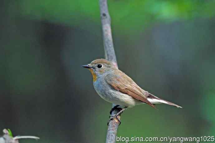 雄性红喉姬鹟（14）