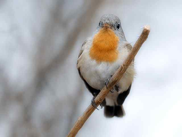 圆明园的红胸姬鹟