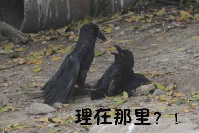 北京动物园的鸟类——争斗