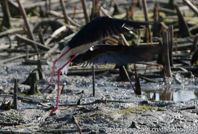 偶遇黑翅长脚鹬