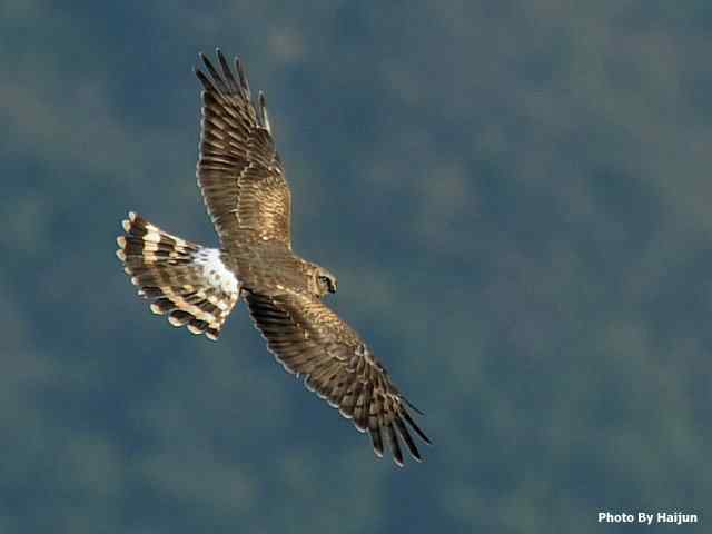 厚道的白尾鹞可以有