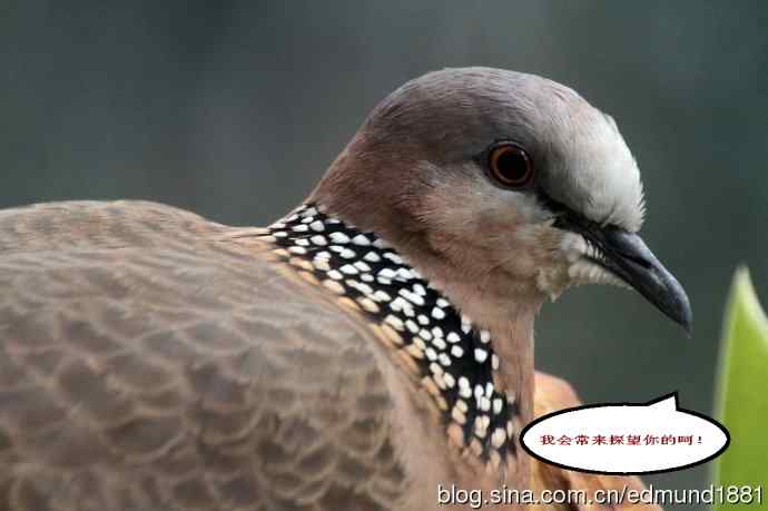 珠颈斑鸠来贺岁-闹市十五楼花架奇事续集