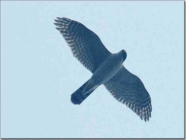 望京楼主峰雾蒙蒙续拍猛禽