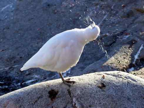 奇特的盔：白鞘嘴鸥