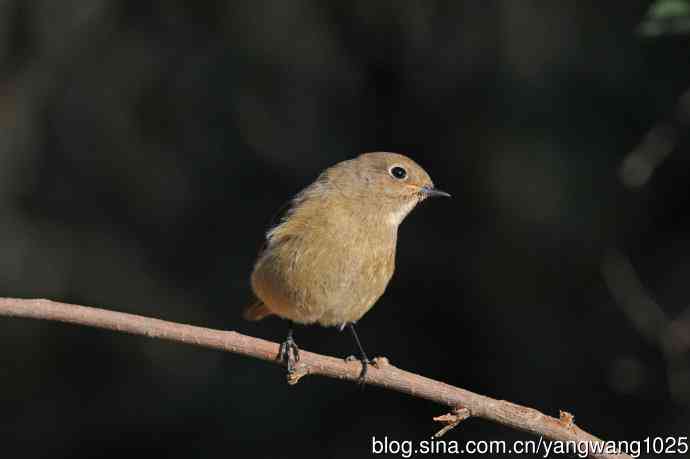 雌性北红尾鸲(3) 雌性北红尾鸲(3)