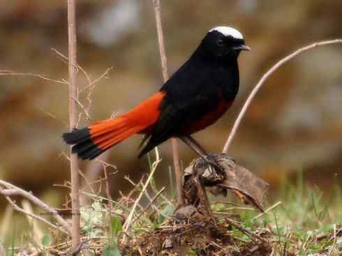 美丽无罪：雀鸟之溪鸲