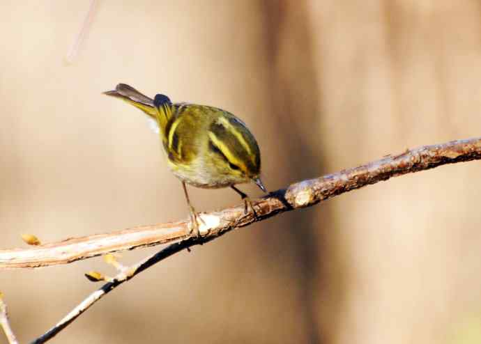 又见黄眉柳莺（枝头版）