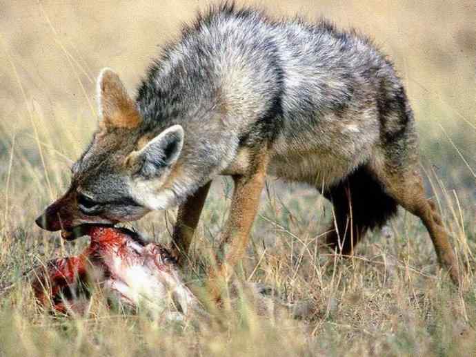 犬科:犬亚科犬属之金豺、黑背豺(胡狼类) 犬科:犬亚科犬属之金豺、黑背豺(胡狼类)