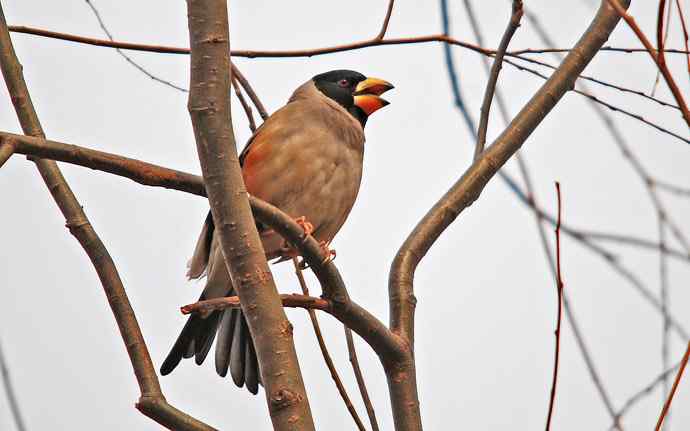 北京植物园赏鸟（十一），黑尾蜡嘴雀（组图）