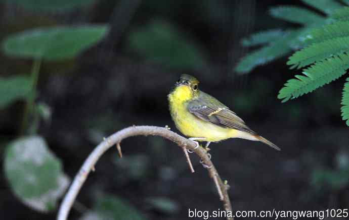 北京天坛公园的鸟类——雌性绿背姬鶲（11）