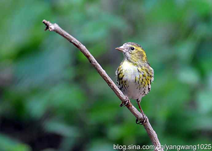 红胁绣眼、小鹀