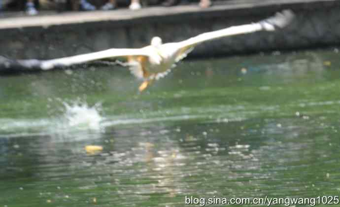 鹈鹕(抓拍) 鹈鹕(抓拍)