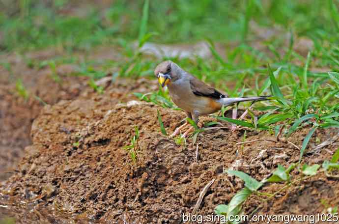 蜡嘴雀(2) 蜡嘴雀(2)