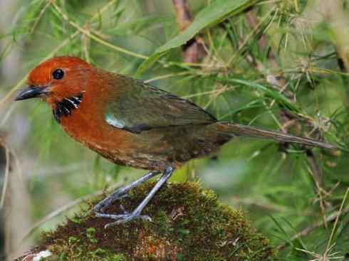 绝色攀禽：佛法僧目之地鴗