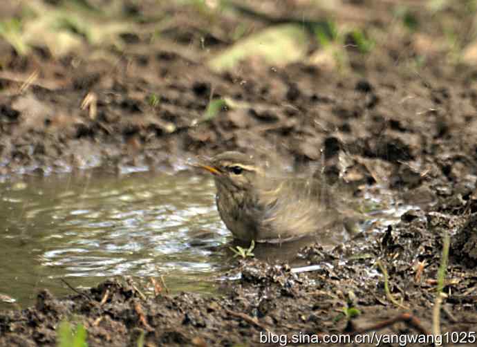 巨嘴柳莺（洗浴篇）