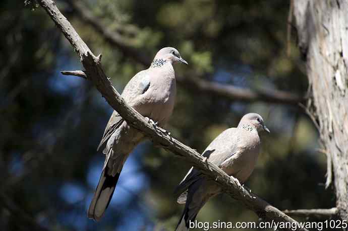 自然和谐的日坛公园（珠颈斑鸠）