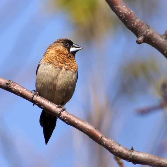 拍鸟黄金季节时