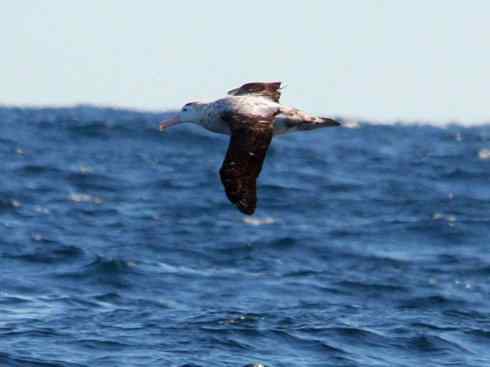 鸟类之最：漂泊信天翁
