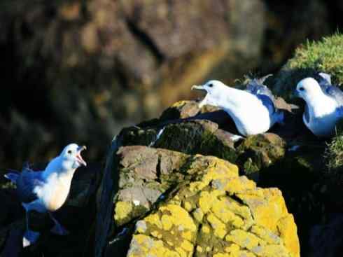 白头鸟系列：另类的美丽（黑背鸥）